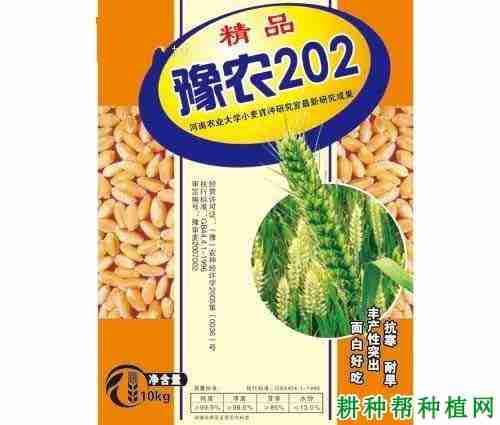 豫农202小麦品种特性(豫农035小麦品种介绍)